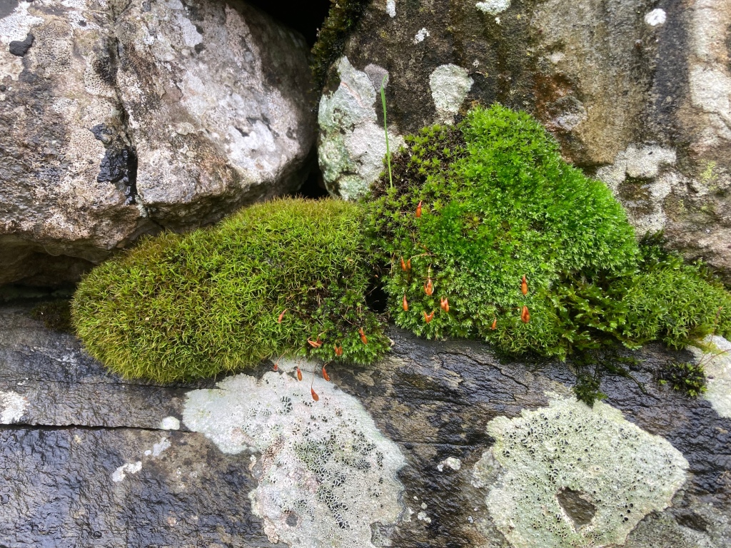 Bright green moss with small orange flowers and pale green lichen grow from mottled rocks  made shiny by rain