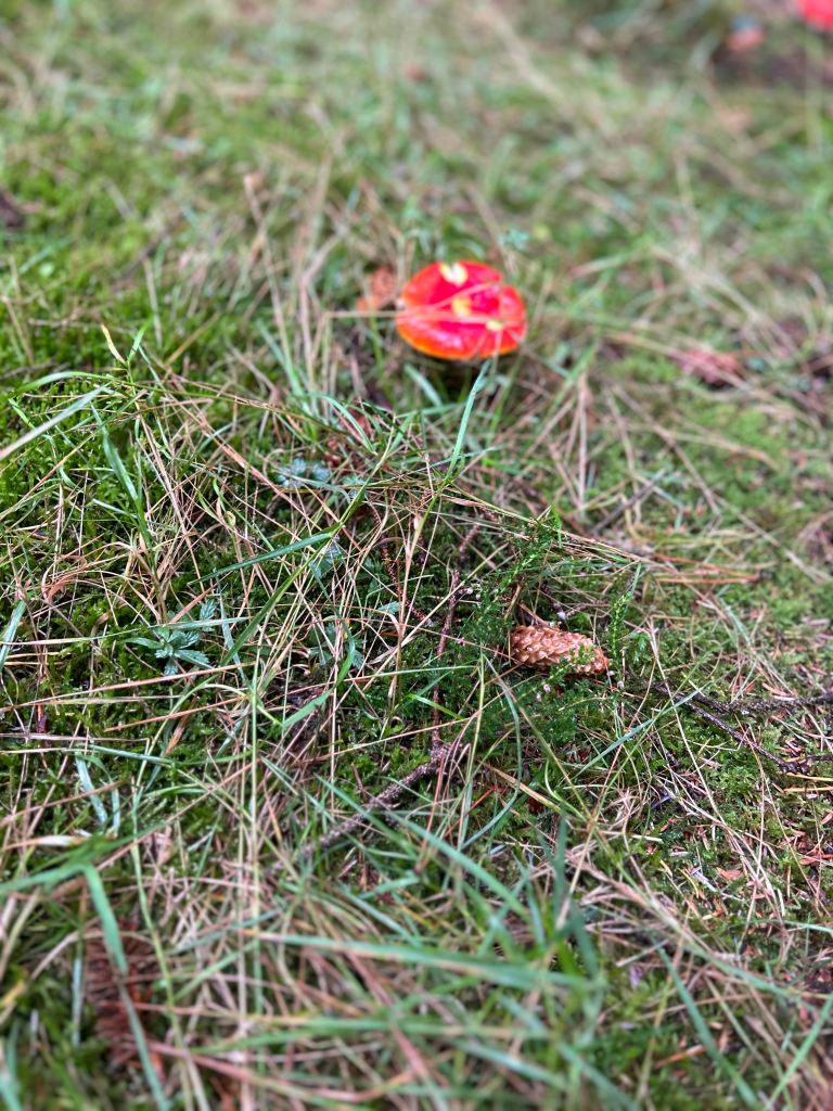 A bright red mushroom on the forest floor. 